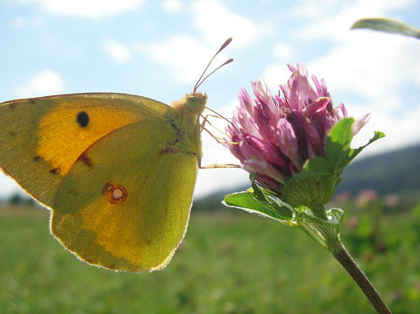 Papillon-Fleur.jpg